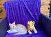 Champion BL Cinnamon Silver Abyssinian Female Available
