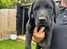 KC registered black Labrador puppies