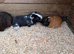 Boy guinea pigs