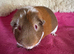 Swiss Californian boar /tri smooth boar