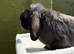 Selection of Dwarf lops ready to hop to their new homes