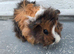 Beautiful Baby Girl Guinea Pigs For Sale (Under 6 Months)
