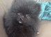 TINY Black Teddy Bear faced Pomeranian Female