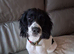 Black and white Spaniel