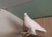 Uzbek pigeons for sale