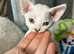 2 gorgeous female Kittens Looking for Loving Homes