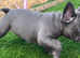 8 weeks old Blue French Bulldog puppies