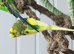 3 little boy budgies