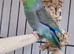 Parrotlets
