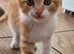 Stunning kittens ready to leave now
