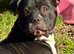 Istaffy cross bulkdog