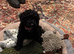 Sproodle puppie
