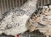 Japanese quails