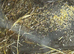 quail in Richmondshire area