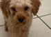 Toy poodle puppy&rsquo;s