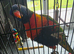 Rainbow lorikeet