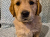 Golden retriever puppy's
