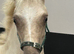 Palomino Section C Colt
