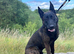 Beautiful Dutch shepherd