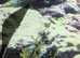 Guppy fry mix