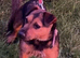 Patterdale x Lakeland