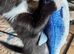ADORABLE RAGDOLL X MALE READY NOW