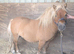 Miniature Shetland stallion