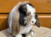 mini lops looking for home