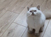 Lilac point British shorthair boy