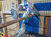 5 lovely budgies for sale