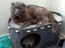 Scottish fold cross