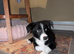 Male border collie