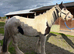 Coloured Cob Mare