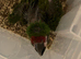 Selling baby handreared military macaw