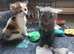 beautiful babies.