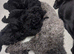 Beutiful miniature poodles