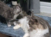 Giant maine coon kittens for sale
