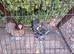 A pair of Pekin bantams 4 months old