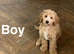 Gorgeous puppies ready for family homes