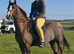 Welsh Section B Mare