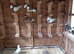 Birmingham roller pigeons