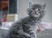 Chunky pure breed Mainecoon kittens ready now