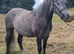 Class 1 Connemara Mare