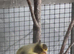 This years and last years canaries