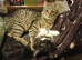 Tabby cat lovely looking for.new home