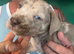 Mixed Cane Corso , mastiff , Dane 8 weeks 25th Sept