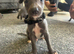 Blue whippet puppies