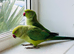 Stunning young Indian ringnick parrot