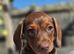 1 last male dachshund puppy ready sunday