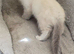 2 persain kittens boy girl